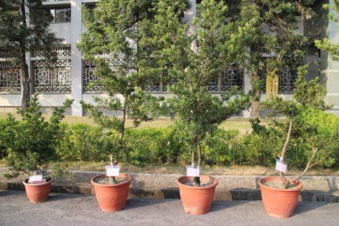 羅漢松